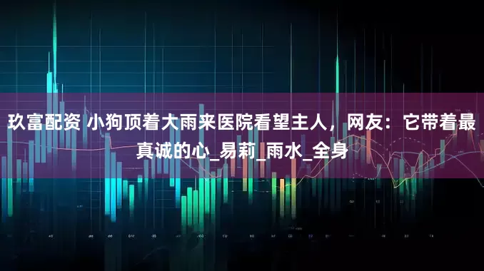 玖富配资 小狗顶着大雨来医院看望主人，网友：它带着最真诚的心_易莉_雨水_全身