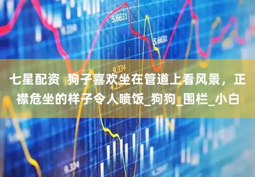 七星配资  狗子喜欢坐在管道上看风景，正襟危坐的样子令人喷饭_狗狗_围栏_小白